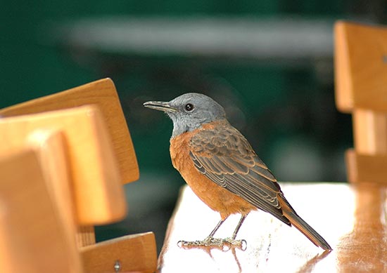 Cape Rock-thrush