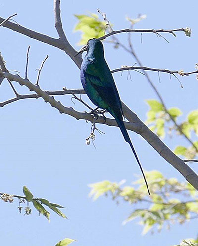 Malacite Sunbird