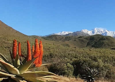 Aloes at Groenfontein