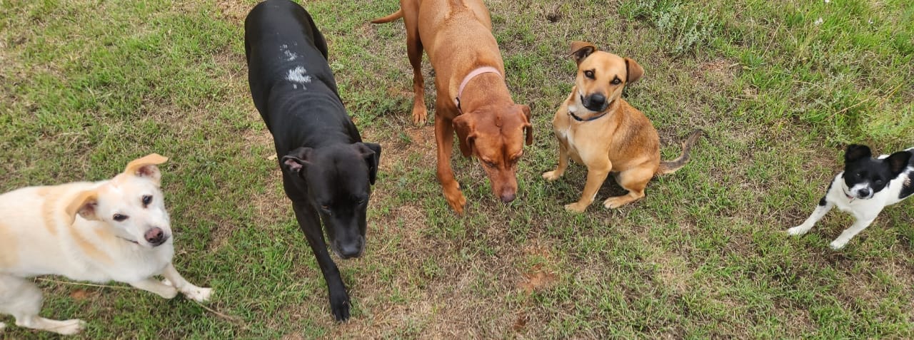 Our pet family at Retreat at Groenfontein