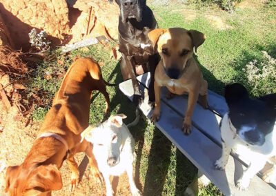 Retreat at Groenfontein pet friendly dogs